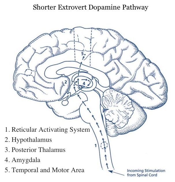 neurotransmiter-dopamin-ektroverter