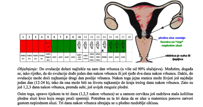 Menstruacijski ciklus 4